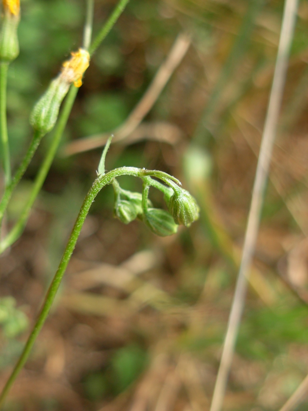 Crepis neglecta subsp. neglecta / Radicchiella minore